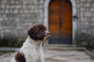 Bir Lagotto Romagnolo, tarihi bir taş kapının yanında, ahşap kapılı olarak oturur. Ayarlar, köpek kıvırcık kürkü ile dokulu arka plan arasındaki kontrastı vurgular..