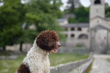 A Lagotto Romagnolo sits near a historic monastery surrounded by greenery. The serene composition blends the dog calm demeanor with the scenic background. clipart