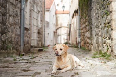 Bir Labrador Retriever, taştan duvarlarla çevrili sessiz bir ara sokakta yatıyor. Görüntü köpeğin sakin duruşunu ve konumun zamansız güzelliğini vurgular..