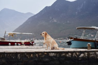 Arka planda sakin su ve manzaralı dağlarla dolu taş bir rıhtımda duran bir Labrador Retriever. Görüntü köpeğin varlığına ve çevrenin huzurlu güzelliğine odaklanıyor..