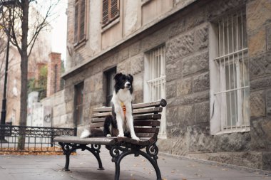 Kentteki ahşap bir bankta sakince duran bir çoban köpeği. Çevresindeki bölgede kışlık ağaçlar, taş binalar ve sessiz sokaklar yer alıyor..