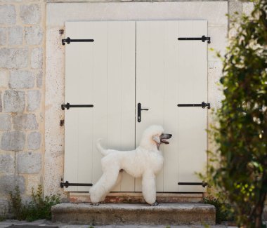 Beyaz bir kaniş beyaz bir kapının yanında duruyor, sakin ve sakin görünüyor. Köpek duruşu, sessiz ortamın sakinliğini yansıtır..