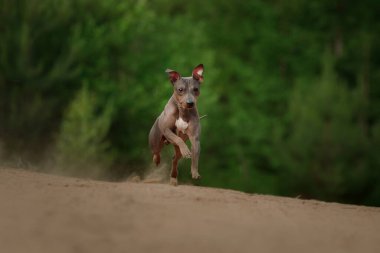 Bir Amerikan Kılsız Teriyeri toprak bir yolda dört ayağı da havada koşuyor. Köpeğin neşeli enerjisi kırsal alanda yakalanır..