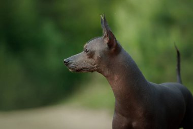 Kılsız bir köpek yemyeşil bir orman ortamında tetikte durur, kulakları yumuşak orman ışığında yanar..