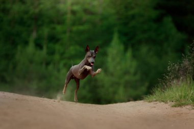 Bir Amerikan Kılsız Teriyeri toprak bir yolda dört ayağı da havada koşuyor. Köpeğin neşeli enerjisi kırsal alanda yakalanır..