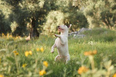 A bull terrier stands outdoors in a grassy field, enjoying nature. The dog is in an open space with soft sunlight and plants all around. clipart