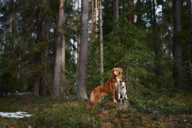 Bir Viszla ve Jack Russell Terrier uzun ağaçlarla çevrili bir ormanda sakince dinleniyorlar. Huzurlu bir an onların doğal ortamdaki bağlarını ve rahatlıklarını yakalar..