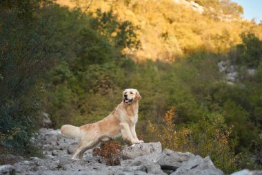 Bir Nova Scotia Duck Tolling Retriever yeşilliklerle çevrili kayalık bir arazide duruyor. Köpek, doğal manzarayı vurgulayarak, yumuşak akşam ışıklarıyla aydınlanır..