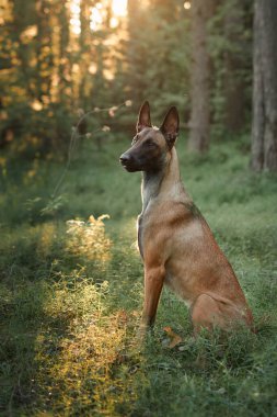 Belçikalı bir Malinois, gün batımının sıcacık parıltısıyla aydınlanan bir ormanda tetikte duruyor. Doğal arka plan köpeğin güçlü duruşuna derinlik katar..