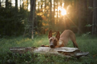 Belçikalı bir Malinois, altın günbatımı ışığıyla aydınlatılmış bir ormandaki ahşap bir kütüğün üzerinde dinleniyor. Huzur ortamı, doğadaki köpeğin sakinliğinin altını çiziyor..