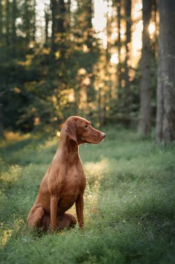 Bir Macar Viszla ormandaki uzun ağaçların altında sakince oturur. Huzurlu sahne köpeğin doğal güzelliğini ve çevresini gözler önüne seriyor..