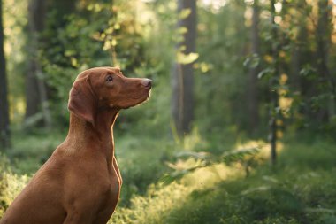 Bir Macar Viszla ormandaki uzun ağaçların altında sakince oturur. Huzurlu sahne köpeğin doğal güzelliğini ve çevresini gözler önüne seriyor..