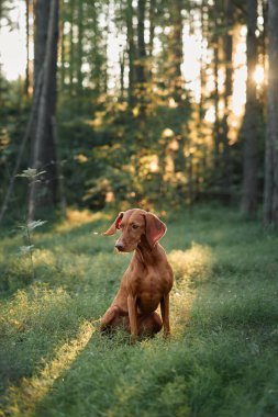Bir Macar Viszla ormandaki uzun ağaçların altında sakince oturur. Huzurlu sahne köpeğin doğal güzelliğini ve çevresini gözler önüne seriyor..