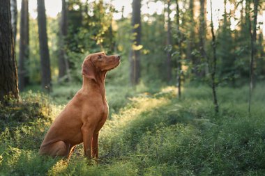 Bir Macar Viszla ormandaki uzun ağaçların altında sakince oturur. Huzurlu sahne köpeğin doğal güzelliğini ve çevresini gözler önüne seriyor..