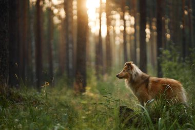 Çimenli bir ormanda yürüyen bir Collie, sabah güneşinin ağaçların arasından süzülmesi gibi temizleniyor. Huzurlu ortam sahnenin güzelliğini ve zarafetini vurguluyor..