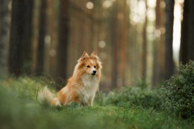 Uzun ağaçlarla çevrili güneşli bir ormanda zarif bir şekilde oturan bir Collie. Sakin sahne köpeklerin zarif duruşunu ve doğayla bağlantısını vurguluyor..