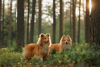 İki Collie, yemyeşil bir ormanda, ağaçların arasından akan güneş ışığıyla birlikte oturuyorlar. Barışçıl atmosfer, doğal çevreyle olan bağlantılarını vurguluyor..