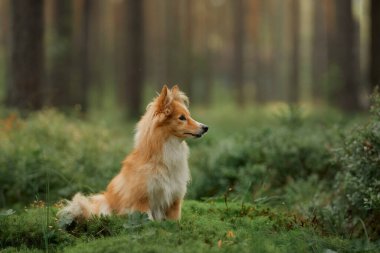 Yüksek ağaçlarla çevrili güneşli bir ormanda zarif bir şekilde oturan bir Sheltie. Sakin sahne köpeklerin zarif duruşunu ve doğayla bağlantısını vurguluyor..