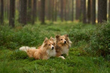 İki Collie yemyeşil orman zemininde birlikte yatıyorlar. Etrafı yoğun yapraklarla çevrili. Sakin ortam, dostluklarını ve doğal davranışlarını sergiliyor..