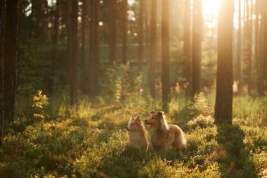 İki Collie, güneş ışığıyla lekelenmiş bir ormanda birlikte oturuyorlar. Huzurlu sahne, bağlarını ve doğal güzelliklerini gözler önüne seriyor..