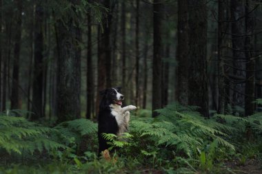 Bir Border Collie sessiz bir ormanda canlı eğreltiotları arasında dikkatlice poz verir. Sakin atmosfer ve doğal ışık, köpeğin durağan ve sakin duruşunu vurguluyor..