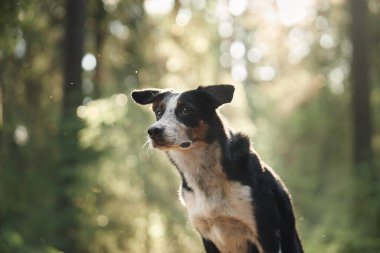 Çevresi yeşilliklerle çevrili bir ormanda güvenle duran bir Collie Sınırı 'nın yan profili. Doğal ışık, köpeğin keskin özelliklerini ve sakin tavrını vurgular..