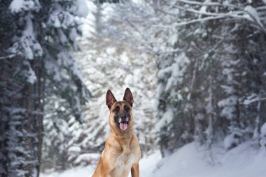 Bir Belçikalı Malinois karlı bir ormanda tetikte bekliyor. Sahne, kış harikalar diyarının ortasındaki köpeğin keskin odaklanmasını vurguluyor..