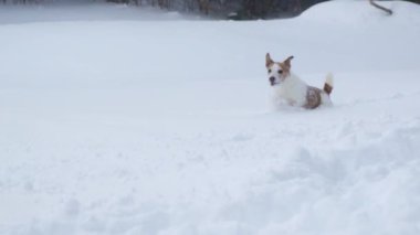 Bir Jack Russell Terrier ve Belçikalı Malinois karlı bir arazide birlikte koşuyorlar, harmanlanmış hız ve oyunculuk.