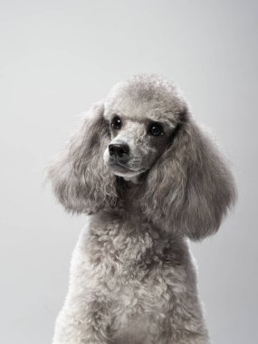 A Poodle with a tilted head sits on a white background, looking curious and attentive. clipart