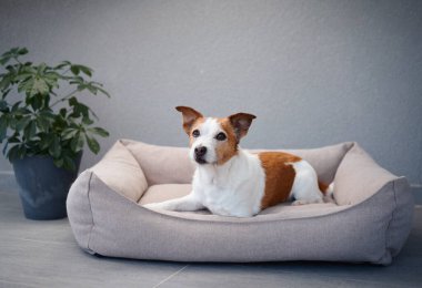 Jack Russell Terrier bir köpek yatağında rahatça oturuyor ve doğrudan kameraya bakıyor. Sahne, arka planda bir bitki ile kapalı bir yerde çekiliyor..