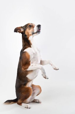 Melez bir köpek arka ayakları üzerinde beyaz bir arka plana karşı dik durur, meraklı ve özenli görünür..