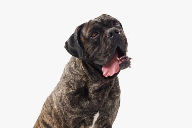 Beyaz arka planda dili açık bir Cane Corso oyuncu bir ifade sergiliyor. Parlak arkaplan, karanlık ve kaslı köpekle çelişiyor..