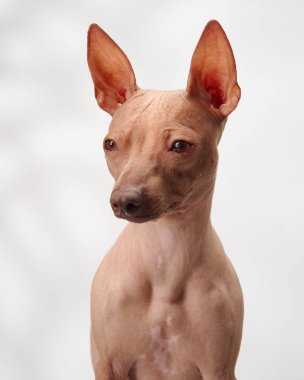 Beyaz bir arka planda tüysüz bir Amerikan Terrier 'inin ilginç ve özenli ifadesini yakaladığı bir vesikalık fotoğrafı. Düzlük, melezin benzersiz görünümünü vurgular..