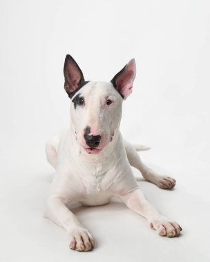 Kulaklarında siyah lekeler olan beyaz bir teriyer stüdyo ortamında beyaz bir arka planda uzanıyor. Köpek sakin ve rahat görünüyor. Görüntüde huzurlu bir atmosfer yaratıyor..