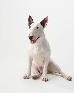 Beyaz arka planda bir boğa teriyeri içeride oturur. Köpek sakin ve dikkatli kulaklarıyla, evde huzurlu bir an yaratıyor..