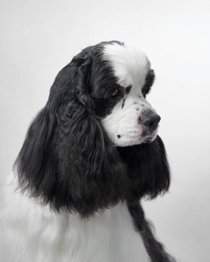 Beyaz arka planda Amerikan Cocker Spaniel 'inin yakın plan portresi. Köpeklerin yumuşak ifadesi ve bakımlı ceketi zarafet ve çekiciliğini gözler önüne seriyor..