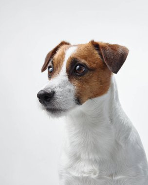 Beyaz arka plana bakan bir Jack Russell Terrier. Yakın plan köpeklerin özenli ifadesini ve parlak ceketini yakalar..