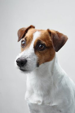 Beyaz bir arka planda Jack Russell Terrier portresi. Köpeğin parlak gözleri ve uyanık kulakları hareketli bir tavır sergiliyor..
