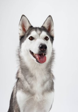 Sibirya Husky 'sinin beyaz bir arka planda parlak bir şekilde gülümsemesi, dili dışarı çıkması ve gözleri ışıldaması. Köpekler neşeli tavırlarıyla onun neşeli kişiliğini yakalar..