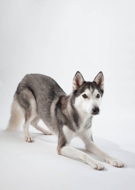 Beyaz arka planda dinlenen bir Sibirya Husky 'si, sakin ifadesi ve zarif görünümünü vurgulayan simetrik kürkü. Köpekler rahat duruşu onun nazik doğasını yansıtır..