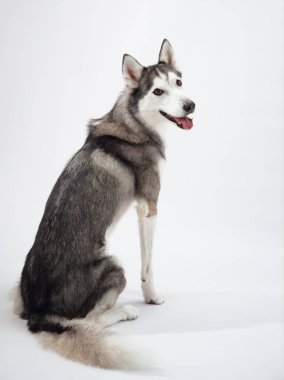 Bir Sibirya Husky 'si, beyaz bir arka plana karşı rahat bir kenarda oturuyor, duruşu kalın kürkünü vurguluyor ve beste yapıyor. Köpekler sakinleştiklerinde dengeli mizacını yansıtıyorlar..