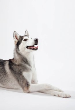 Beyaz bir arka plana karşı yan yatmış oyuncu bir Sibirya Husky 'sinin dili hafifçe görülebilir. Köpekler enerjik duruş ve parlak ifade onun neşeli kişiliğini vurgular..