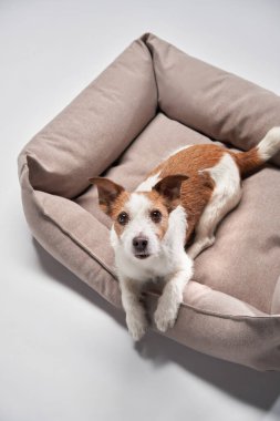Jack Russell Terrier stüdyo ortamında bej bir yataktan dışarı bakıyor. Köpeğin meraklı ifadesi ve rahat konumu görüntüyü canlı ve rahat kılar..