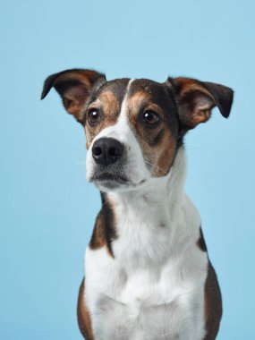 Dengeli bir melez köpek, yumuşak mavi bir zemin üzerinde poz verir, neşeli karakteri samimi bir anda yakalanır.