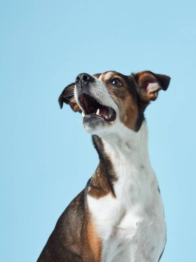  Neşeli bir melez köpek sıçrıyor, gözleri ve ağzı açık, sakin mavi bir stüdyoya karşı bir ziyafet bekliyor.