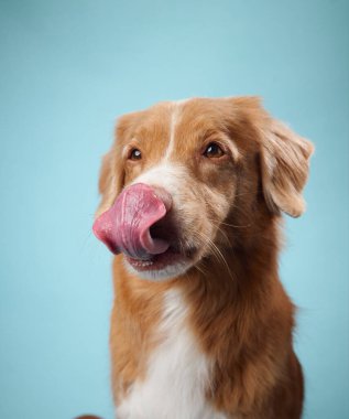 Bir Nova Scotia Duck Tolling Retriever 'ın açık mavi arka planda burnunu yaladığı görülüyor. Oyunculuk, köpekle çelişiyor. Yoksa sakin ol..
