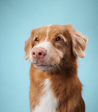 Bir Nova Scotia Duck Tolling Retriever doğrudan kameraya bakarak sakin ve sakin bir yüz ifadesi sergiler. Açık mavi arka plan, köpeğin rahat davranışını tamamlıyor..