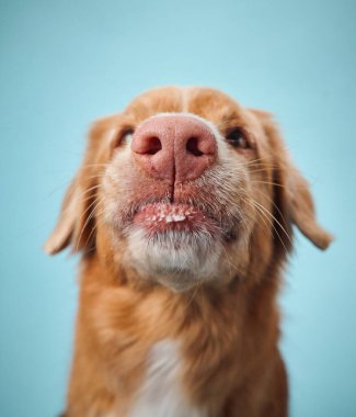 Nova Scotia Duck Tolling Retriever 'ın açık mavi arka planlı yakın plan fotoğrafı. Köpek dilindeki şakacı odaklanma portreye mizahi bir dokunuş katıyor..