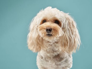 Bir Maltipoo köpeği rahatlatıcı, açık mavi bir arka plana karşı kıvrılır, kabarık kürkünü ve tatlı tavrını sergiler. Bu portre, cins cazibesini ve nazik kişiliğini vurguluyor..