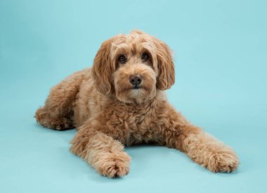 Kıvırcık kürklü bir Labradoodle mavi arka planda sakince yatıyor..